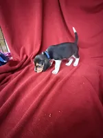Beau, a male Beagle for sale in Benton, IL – 1 of 8
