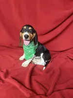 Kane, a male Beagle for sale in Benton, IL – 5 of 10