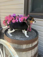  Reni, a female Beagle for sale in Benton, IL – 6 of 10