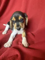 Yogi, a male Beagle for sale in Benton, IL – 4 of 9