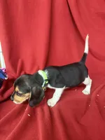 Gunner, a male Beagle for sale in Benton, IL – 6 of 10