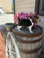 Lilac, a female Beagle for sale in Benton, IL – 6 of 10