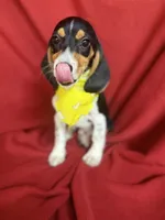 Quinn, a male Beagle for sale in Benton, IL – 3 of 10