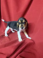 Yogi, a male Beagle for sale in Benton, IL – 9 of 9