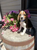 Brix, a male Beagle for sale in Benton, IL – 7 of 10