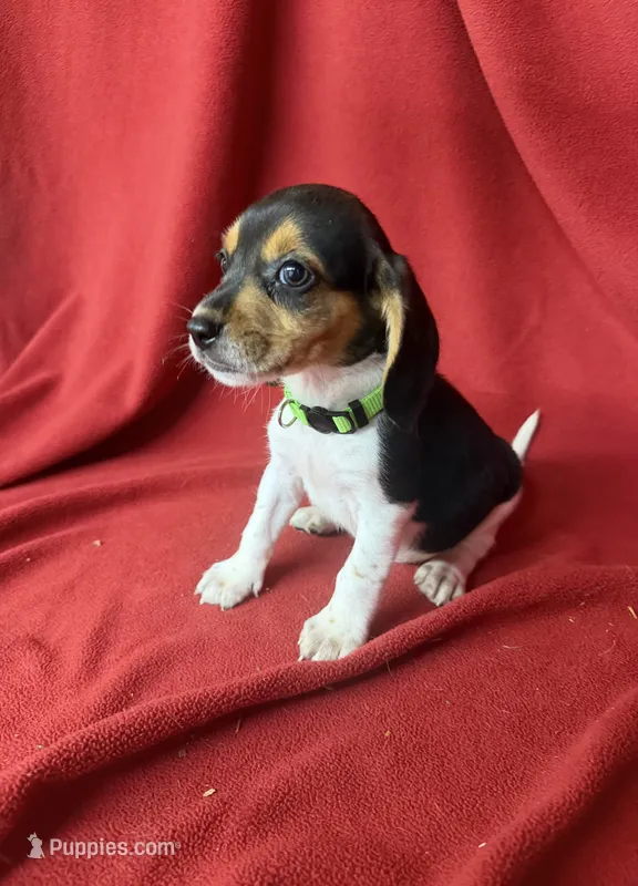 Gunner – Beagle puppy for sale in Benton, IL