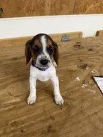 Lilac, a female Beagle for sale in Benton, IL – 3 of 10
