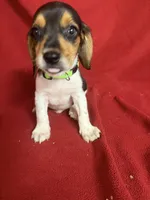 Gunner, a male Beagle for sale in Benton, IL – 2 of 10