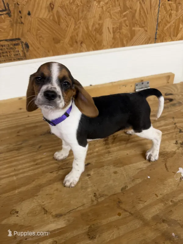 Lilac – Beagle puppy for sale in Benton, IL