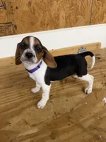Lilac, a female Beagle for sale in Benton, IL – 1 of 10