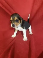 Gillian, a male Beagle for sale in Benton, IL – 5 of 10