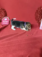 processed/8bb43e88-c990-4853-a59b-1caa7aa1e413/listing/8f93180b-e499-4f05-a64d-a2c890881779/339163cb-9391-41ee-ac57-1faa9ccefa33