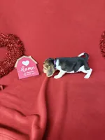 processed/8bb43e88-c990-4853-a59b-1caa7aa1e413/listing/8f93180b-e499-4f05-a64d-a2c890881779/4ddd4a97-1036-44b6-aa6a-be9536fd7e15