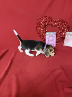 processed/8bb43e88-c990-4853-a59b-1caa7aa1e413/listing/8f93180b-e499-4f05-a64d-a2c890881779/9bc9330e-903f-4925-b707-22ae1a3b1db9