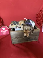 processed/8bb43e88-c990-4853-a59b-1caa7aa1e413/listing/8f93180b-e499-4f05-a64d-a2c890881779/b1fffea2-8d26-497e-85eb-6a68b94239ea