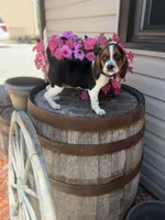 Lilac, a female Beagle for sale in Benton, IL – 7 of 10