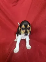 Gunner, a male Beagle for sale in Benton, IL – 9 of 10
