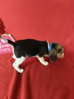 processed/8bb43e88-c990-4853-a59b-1caa7aa1e413/listing/9b1f09be-d6ee-4eae-be66-a287d6c1f862/e56cb9de-cae1-4567-ad44-3dd5307a3919