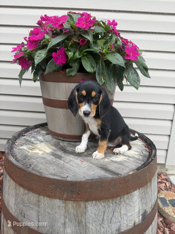 Arlo – Beagle puppy for sale in Benton, IL