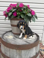 Arlo, a male Beagle for sale in Benton, IL – 5 of 8
