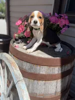 Brix, a male Beagle for sale in Benton, IL – 3 of 10
