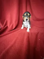 Beau, a male Beagle for sale in Benton, IL – 5 of 8