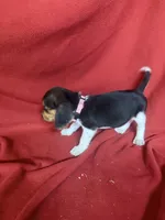Pixie, a female Beagle for sale in Benton, IL – 7 of 10