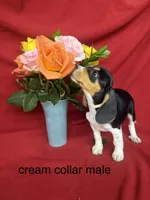 Quinn, a male Beagle for sale in Benton, IL – 3 of 10