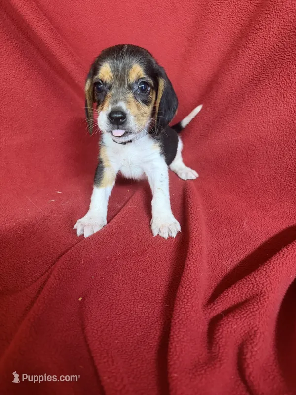 Gillian – Beagle puppy for sale in Benton, IL