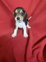 Gillian, a male Beagle for sale in Benton, IL – 1 of 10