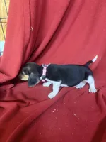Pixie, a female Beagle for sale in Benton, IL – 4 of 10