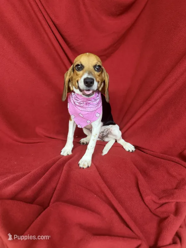 Remi – Beagle puppy for sale in Benton, IL