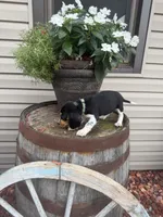 Kane, a male Beagle for sale in Benton, IL – 5 of 9
