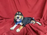 Arlo, a male Beagle for sale in Benton, IL – 6 of 10