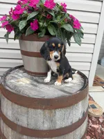 Arlo, a male Beagle for sale in Benton, IL – 6 of 8
