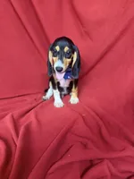 Arlo, a male Beagle for sale in Benton, IL – 2 of 10
