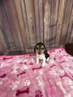 Allie, a female Beagle for sale in Benton, IL – Photo 5 of 5