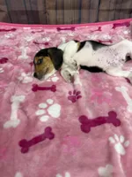 Allie, a female Beagle for sale in Benton, IL – Photo 2 of 5