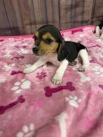 Allie, a female Beagle for sale in Benton, IL – Photo 1 of 5