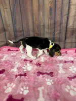 Allie, a female Beagle for sale in Benton, IL – Photo 3 of 5