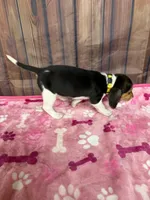 Allie, a female Beagle for sale in Benton, IL – Photo 4 of 5