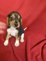 Telly, a male Beagle for sale in Benton, IL – 10 of 10