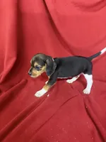 Telly, a male Beagle for sale in Benton, IL – 9 of 10