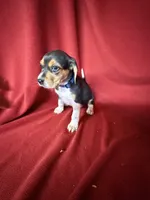 Beau, a male Beagle for sale in Benton, IL – 6 of 8