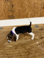 Lilac, a female Beagle for sale in Benton, IL – 5 of 10