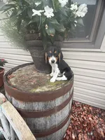Quinn, a male Beagle for sale in Benton, IL – 7 of 10