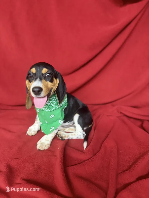 Kane – Beagle puppy for sale in Benton, IL