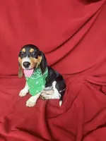 Kane, a male Beagle for sale in Benton, IL – 1 of 10