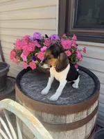  Reni, a female Beagle for sale in Benton, IL – 9 of 10