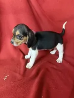 Gillian, a male Beagle for sale in Benton, IL – 8 of 10